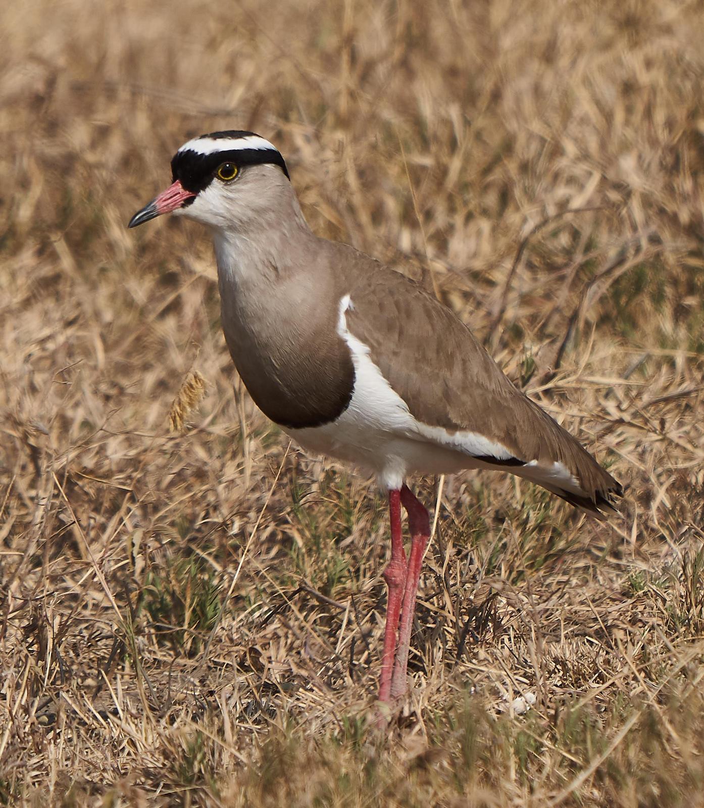 Crowned Lapwing Photo by Steven Cheong
