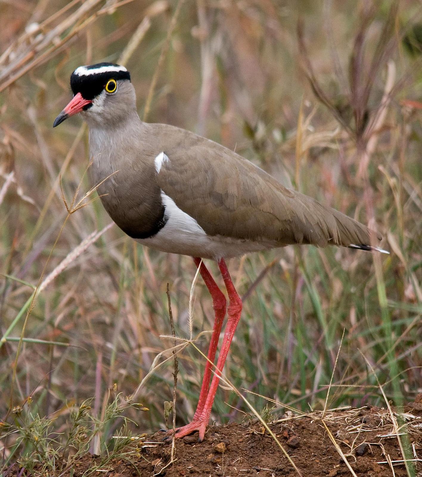 Crowned Lapwing Photo by Carol Foil