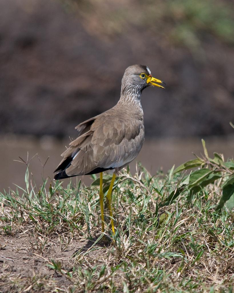 Wattled Lapwing Photo by Carol Foil
