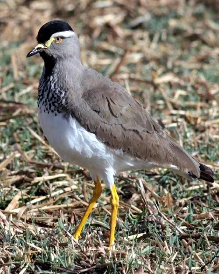 Spot-breasted Lapwing Photo by Frank Gilliland