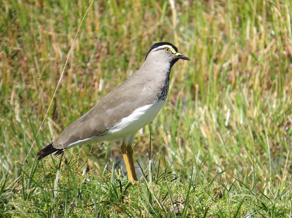 Spot-breasted Lapwing Photo by Peter Boesman
