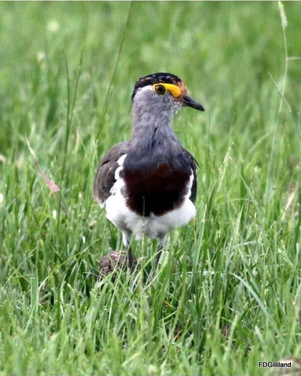 Brown-chested Lapwing Photo by Frank Gilliland