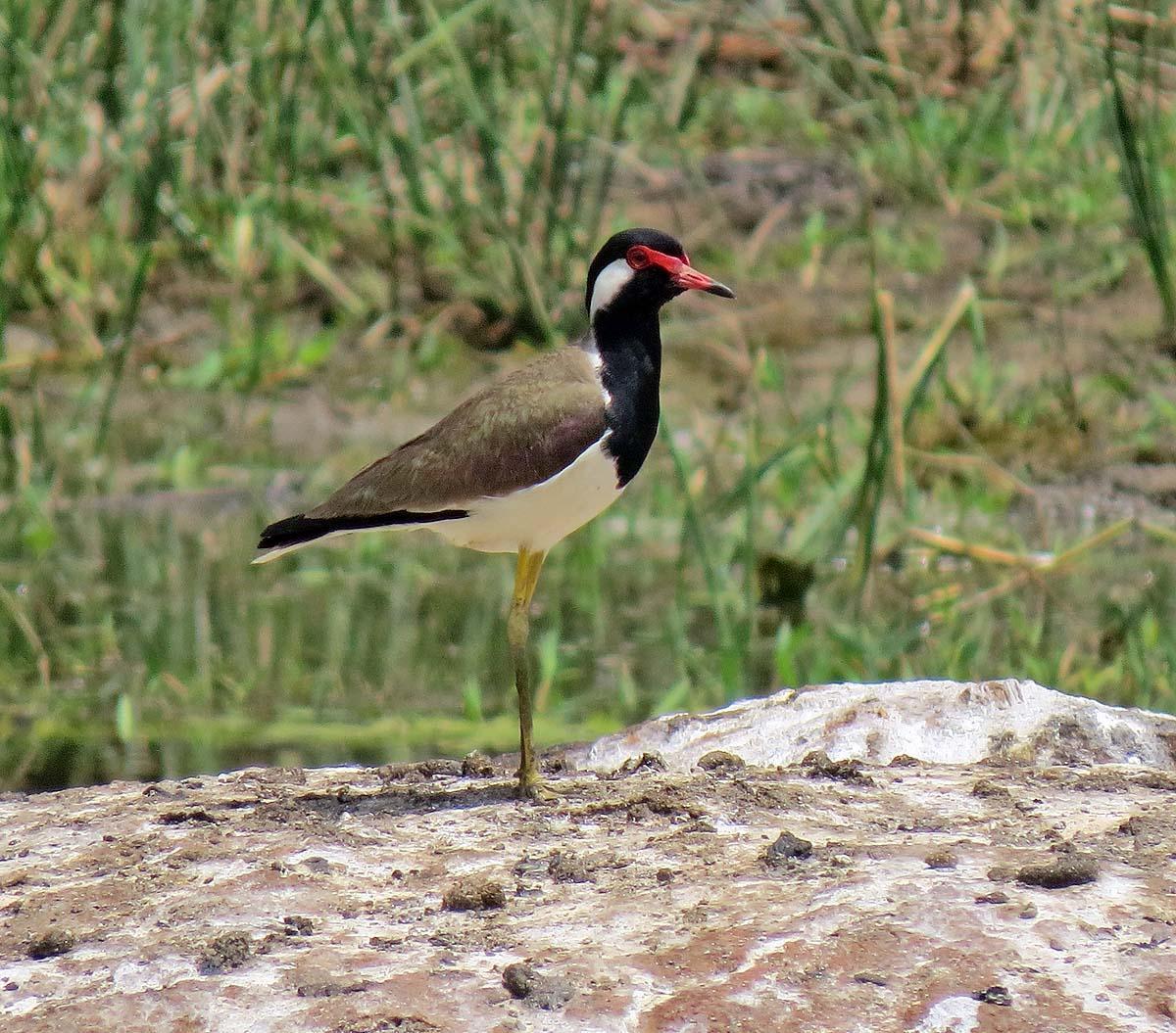 Red-wattled Lapwing Photo by Peter Boesman