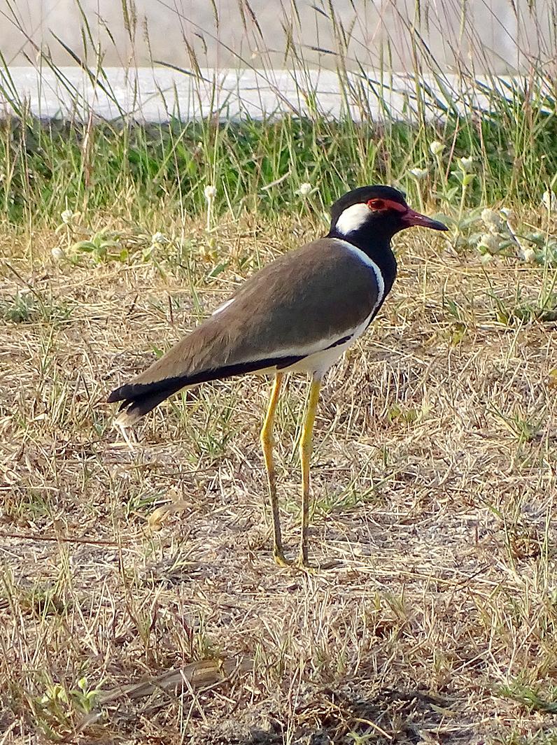 Red-wattled Lapwing Photo by Robert Behrstock