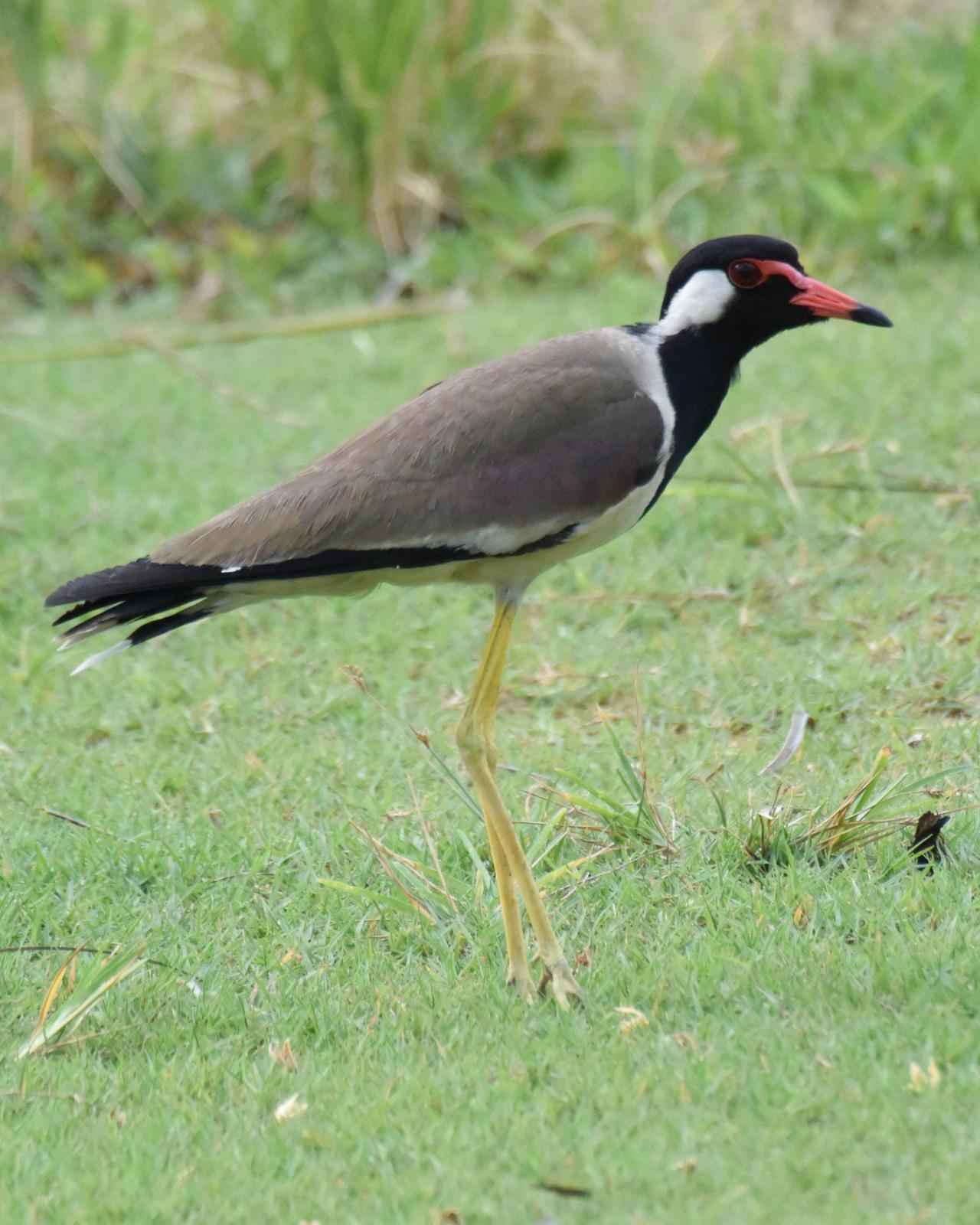 Red-wattled Lapwing Photo by Steve Percival