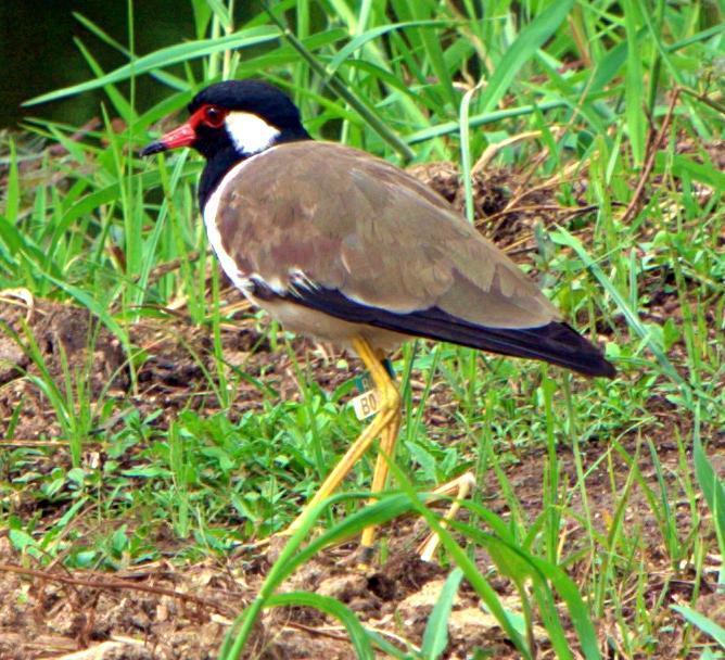 Red-wattled Lapwing Photo by Steven Cheong