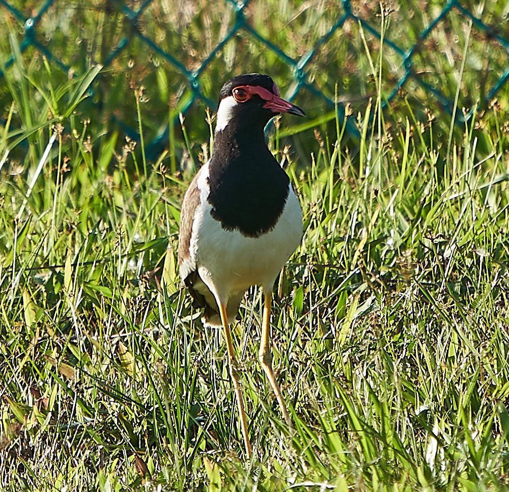 Red-wattled Lapwing Photo by Steven Cheong