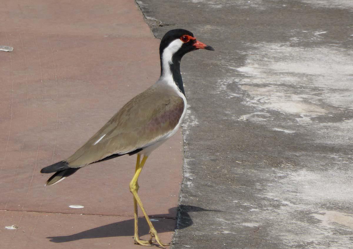 Red-wattled Lapwing Photo by Peter Boesman