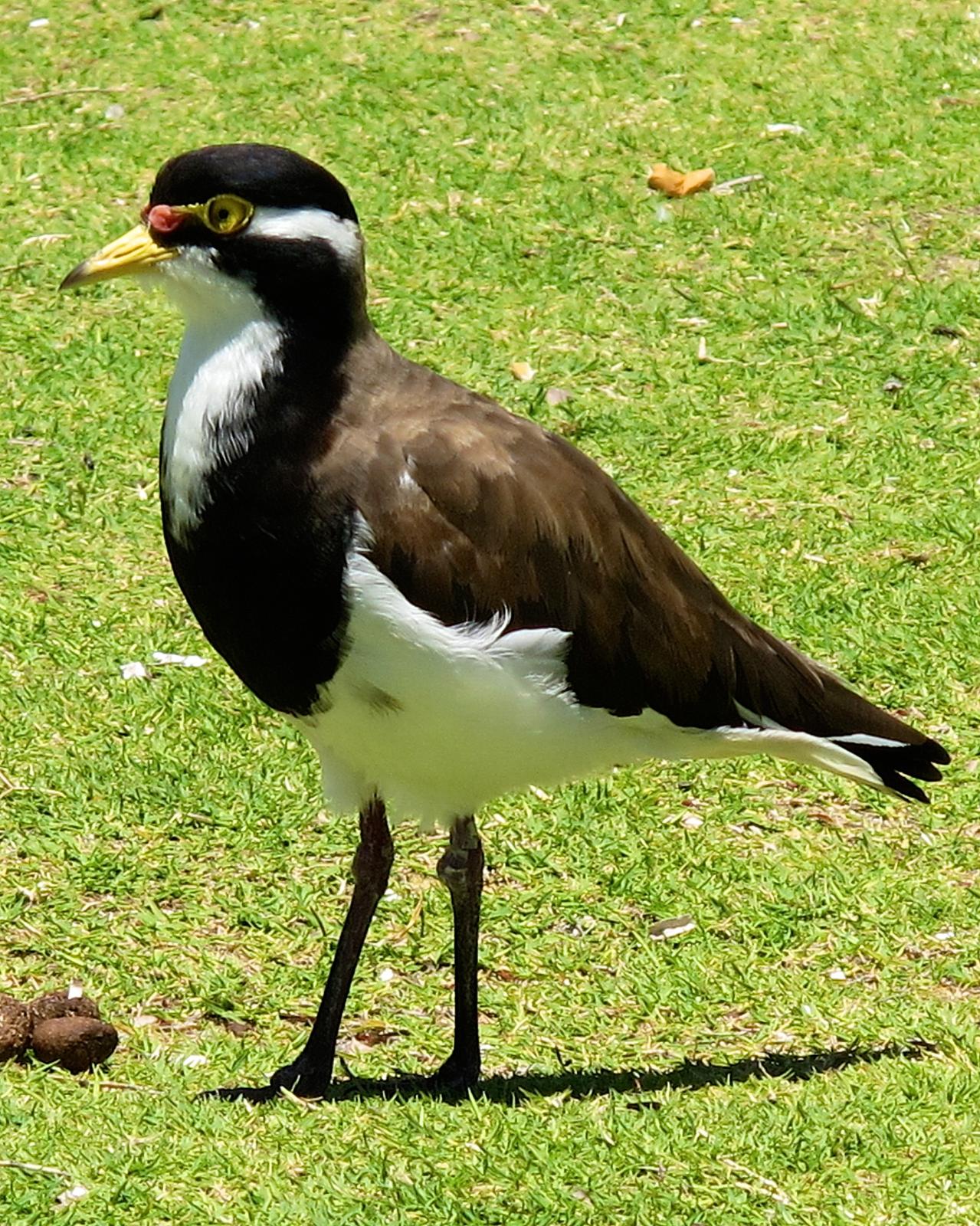 Banded Lapwing Photo by Luke Shelley