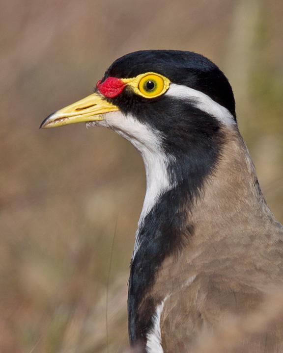 Banded Lapwing Photo by Mat Gilfedder