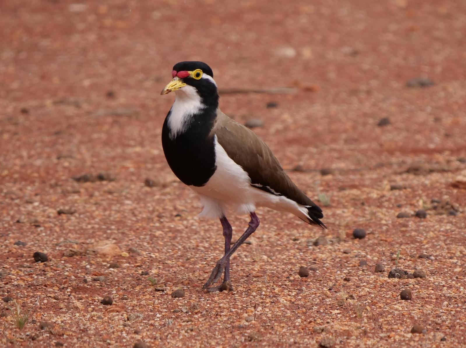Banded Lapwing Photo by Peter Lowe
