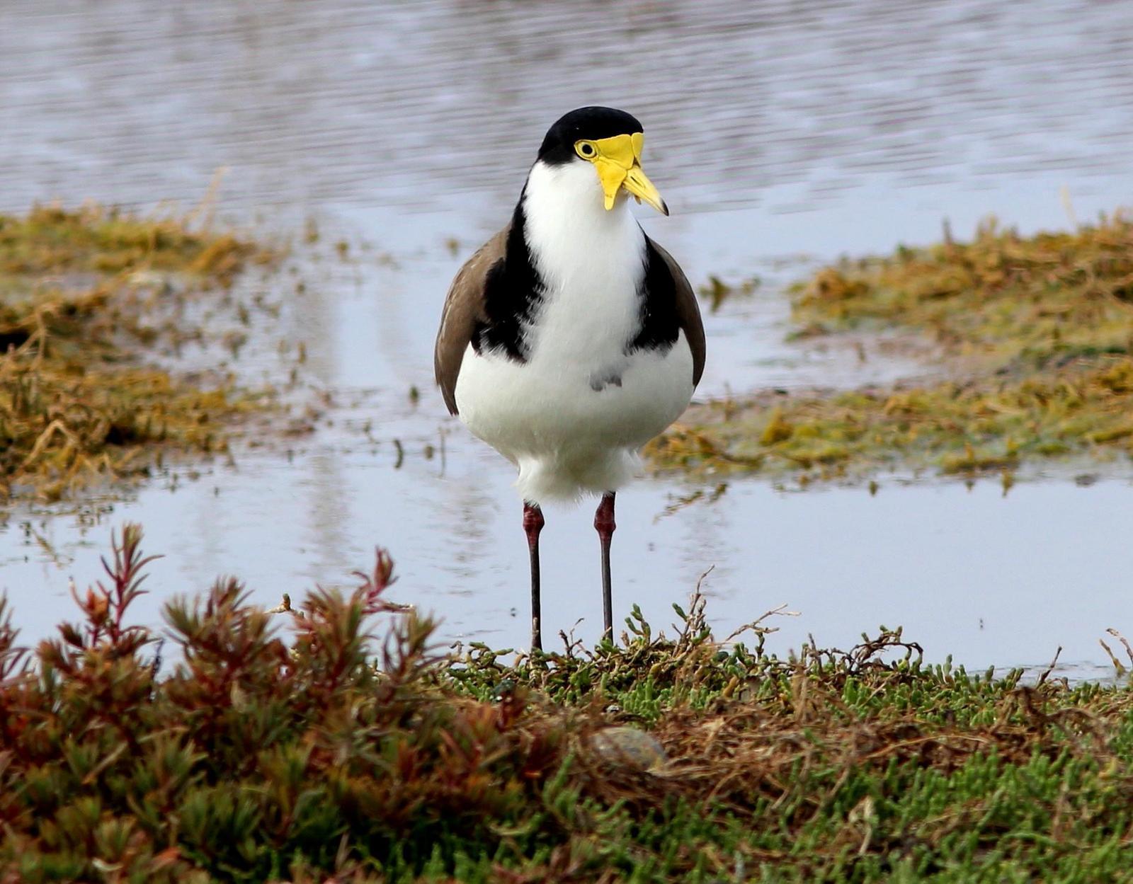 Masked Lapwing Photo by Rohan van Twest