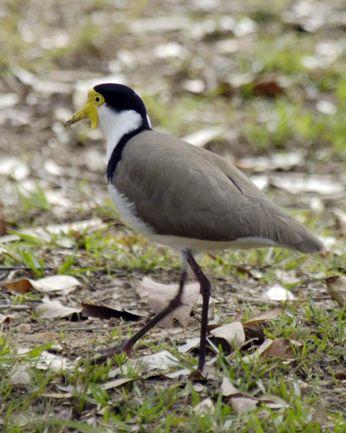 Masked Lapwing Photo by Magill Weber