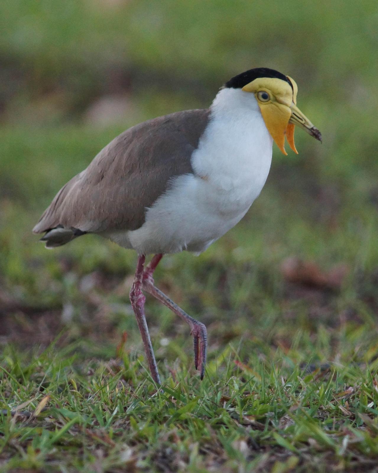 Masked Lapwing Photo by Steve Percival
