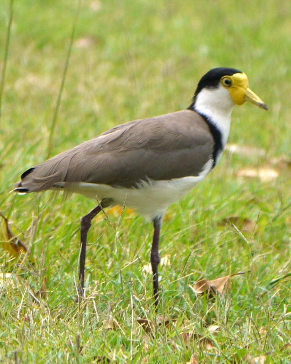 Masked Lapwing Photo by Peter Lowe