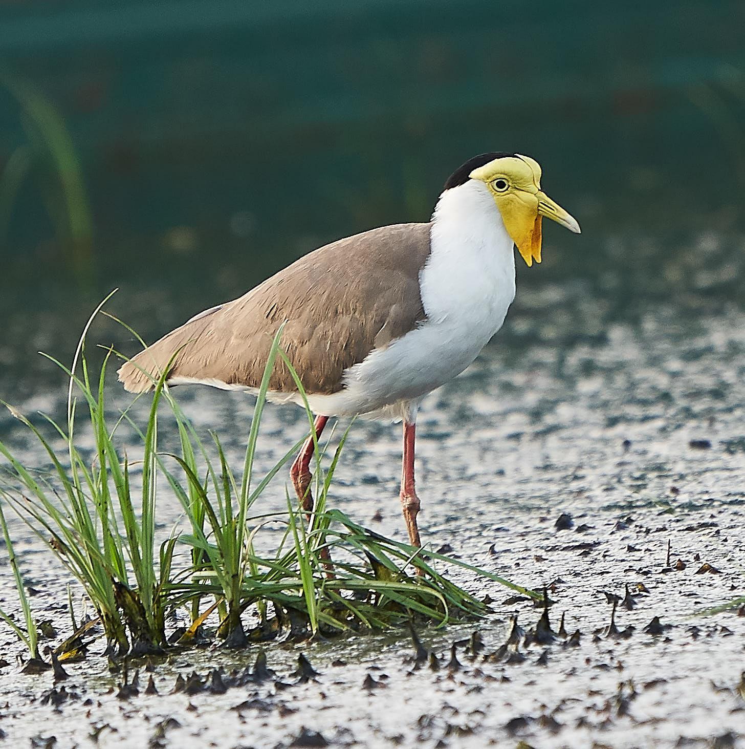 Masked Lapwing Photo by Steven Cheong