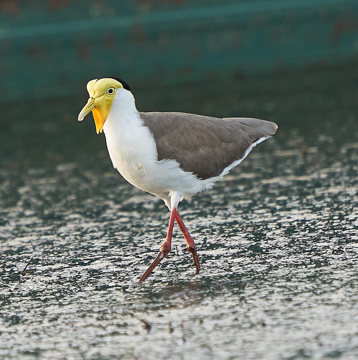 Masked Lapwing Photo by Steven Cheong