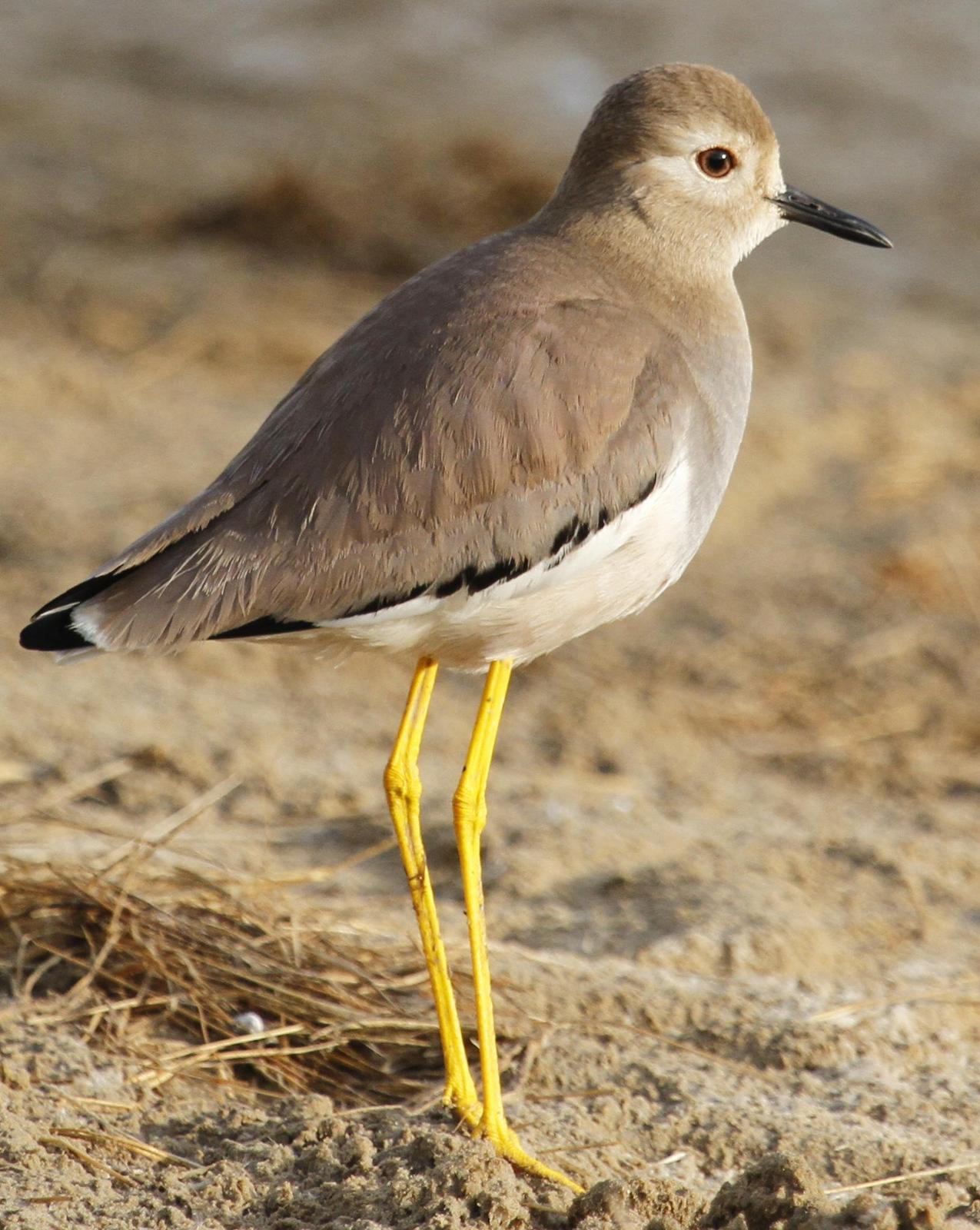 White-tailed Lapwing Photo by Isaac Sanchez