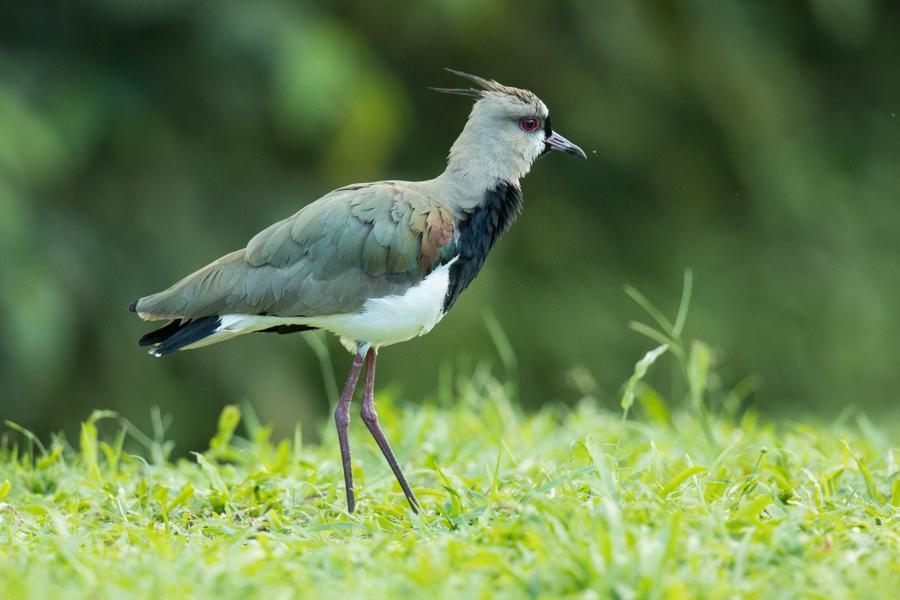 Southern Lapwing Photo by Bejat McCracken
