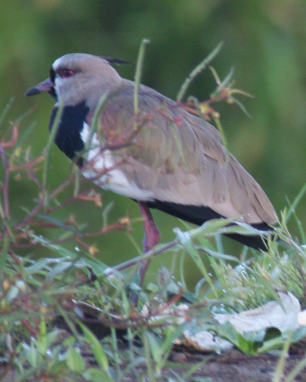 Southern Lapwing Photo by Robin Oxley