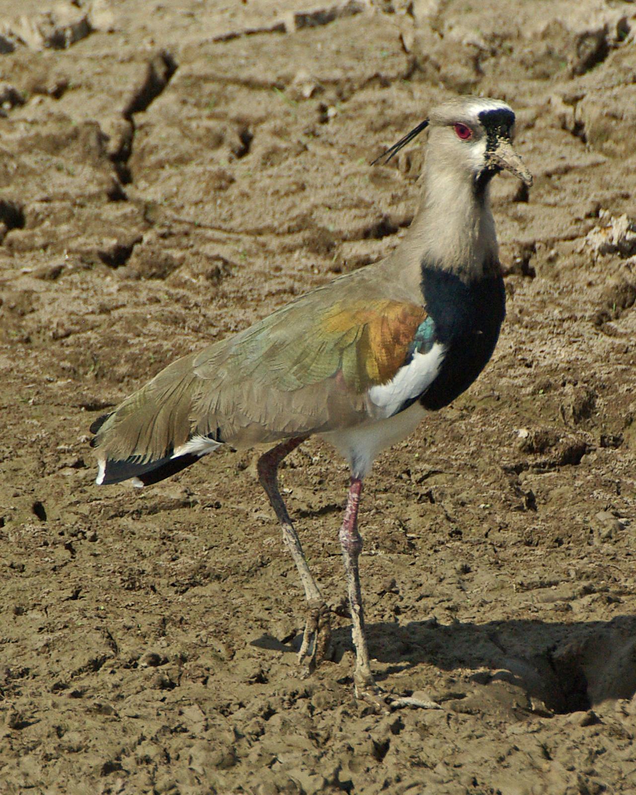 Southern Lapwing Photo by Robert Polkinghorn