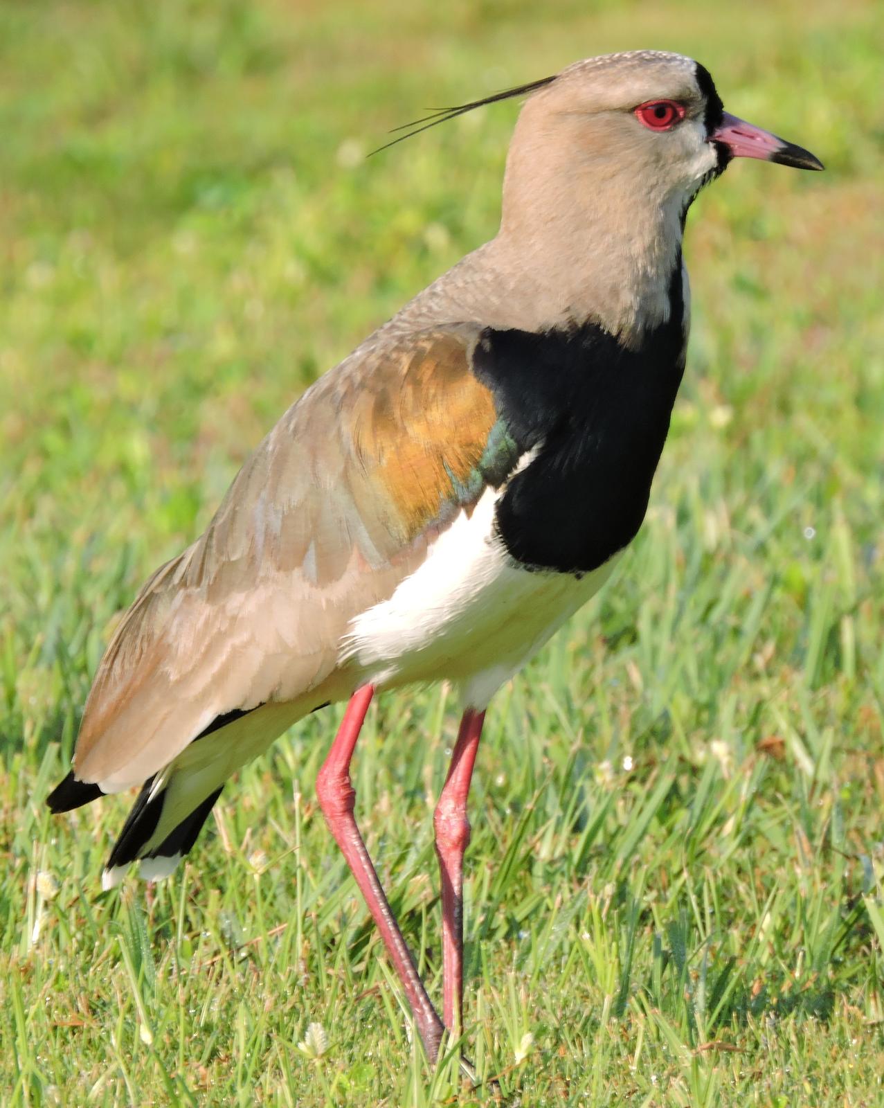 Southern Lapwing Photo by Peter Lowe