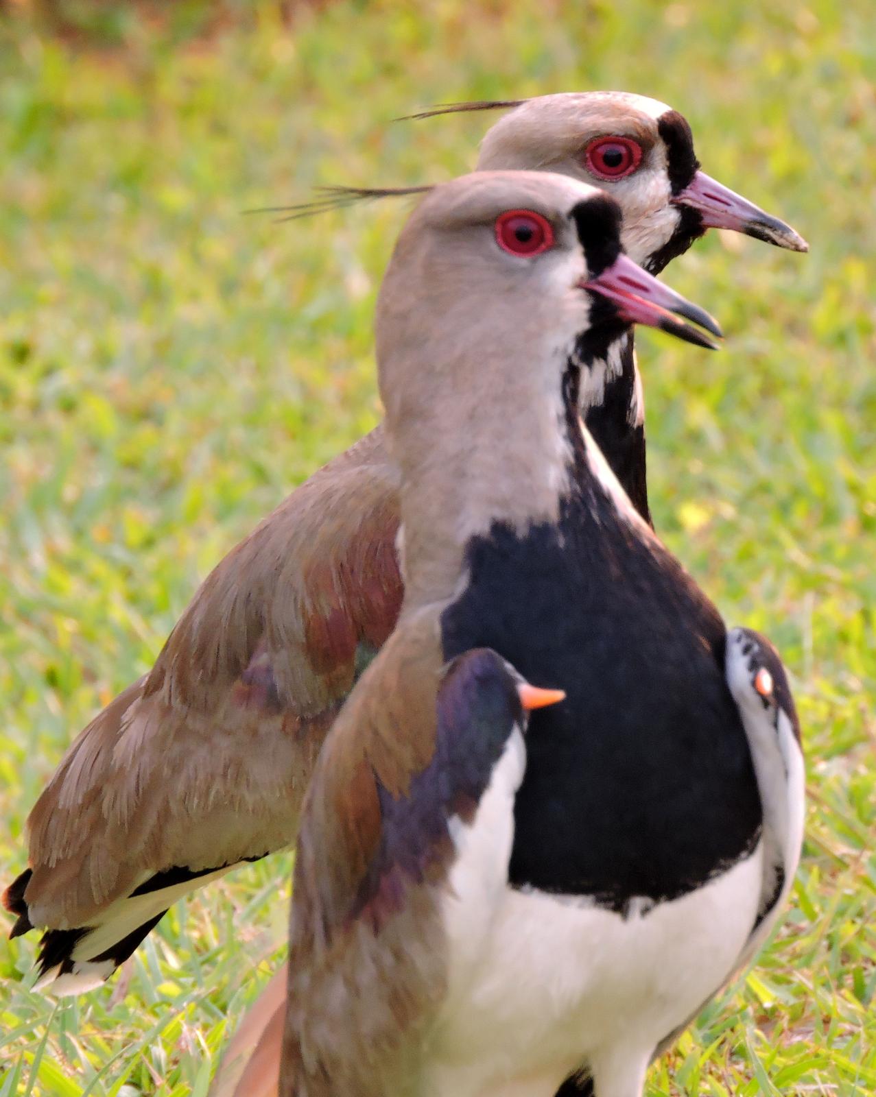 Southern Lapwing Photo by Peter Lowe