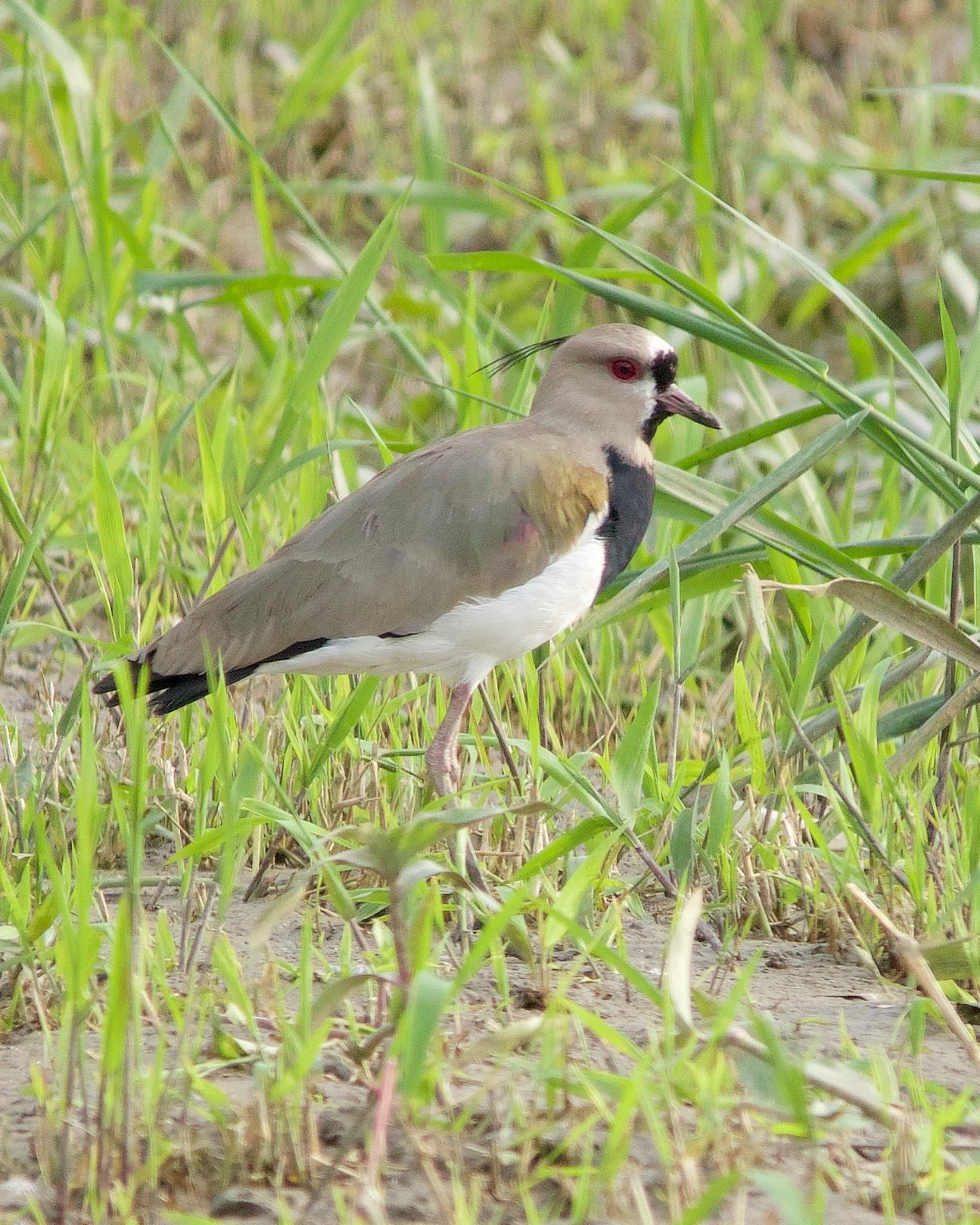 Southern Lapwing Photo by Denis Rivard