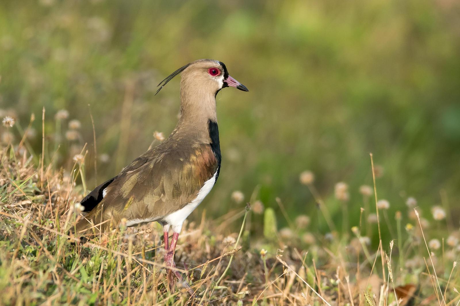 Southern Lapwing Photo by Gerald Hoekstra