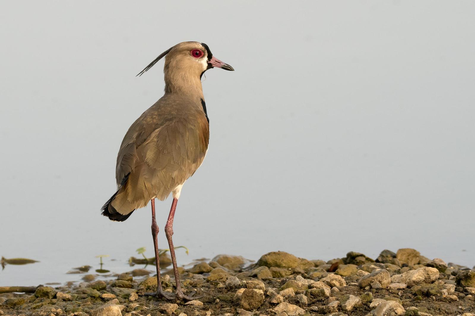 Southern Lapwing Photo by Gerald Hoekstra