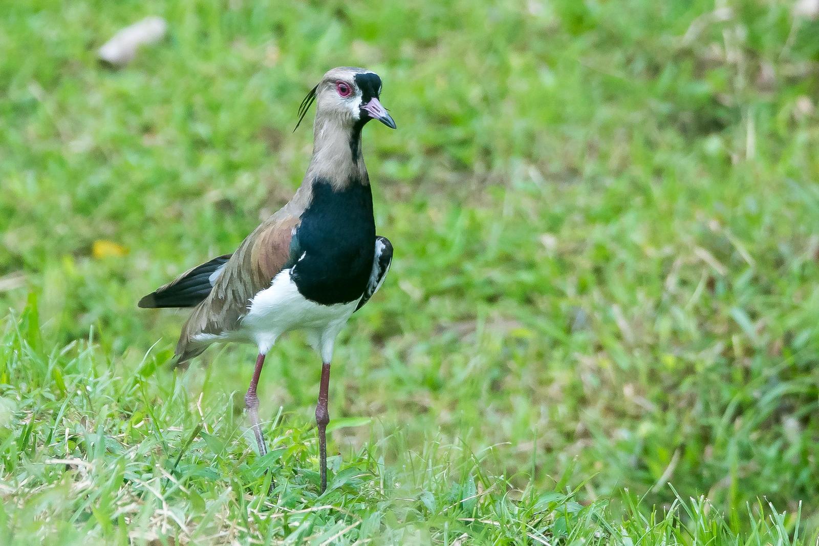 Southern Lapwing Photo by Gerald Hoekstra