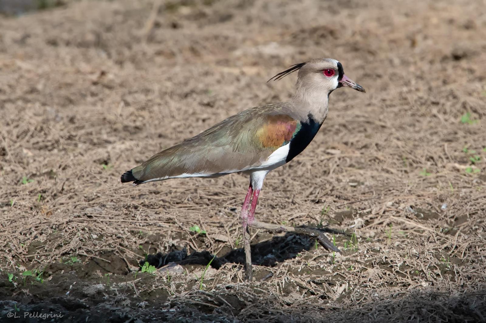 Southern Lapwing Photo by Laurence Pellegrini
