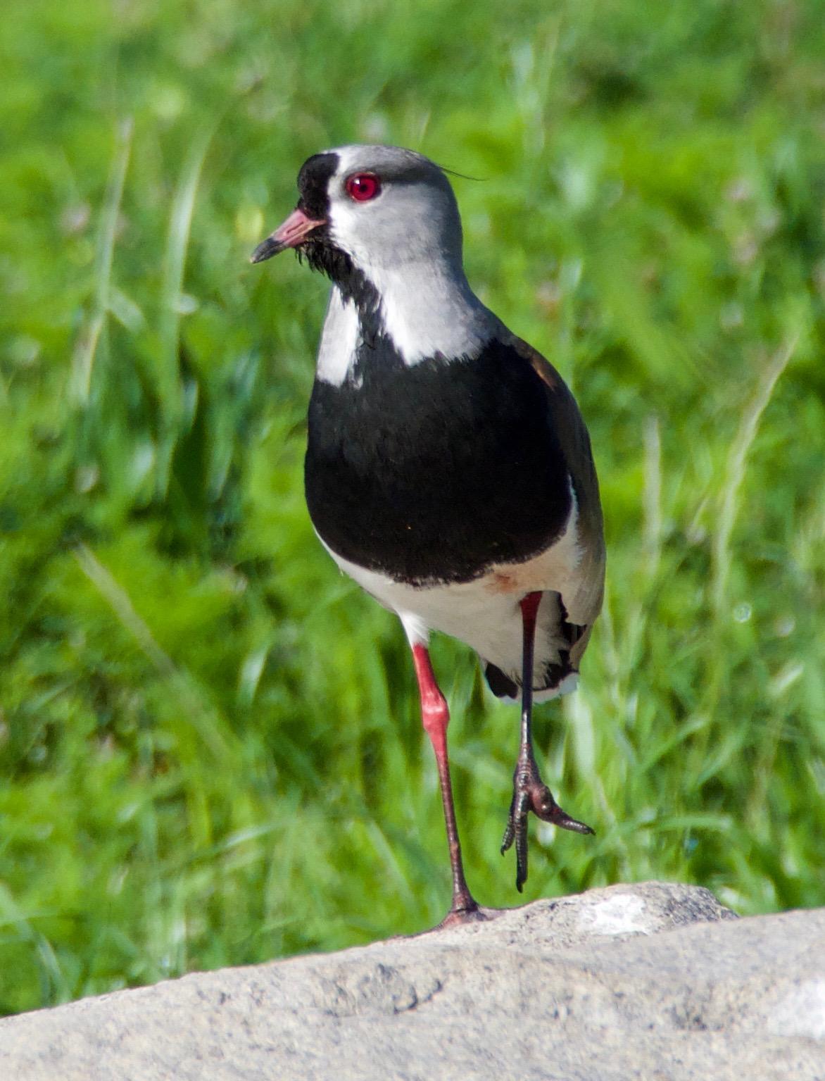 Southern Lapwing Photo by Susan Leverton