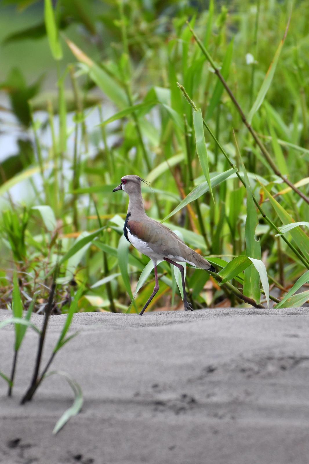 Southern Lapwing Photo by Ann Doty