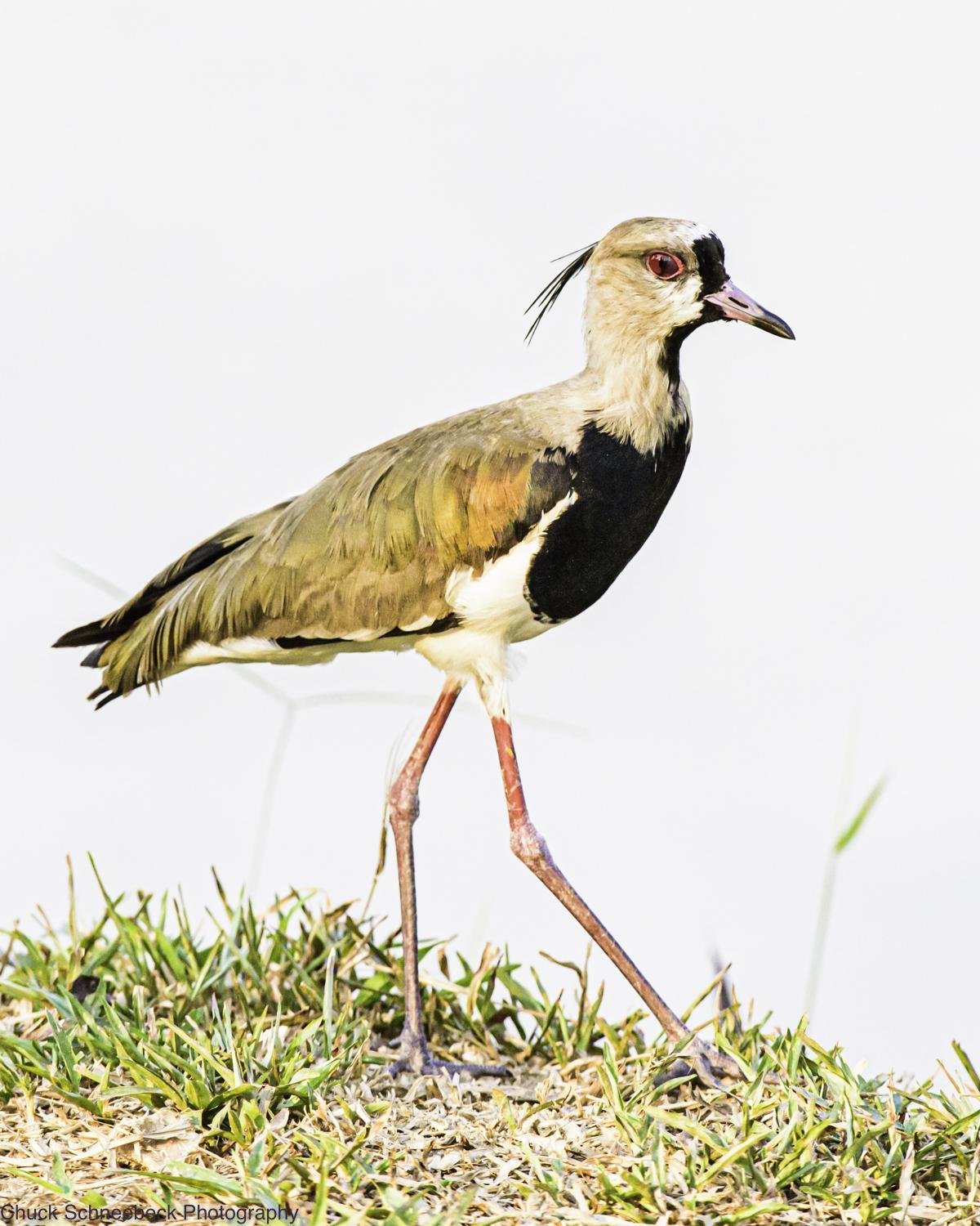 Southern Lapwing Photo by Chuck  Schneebeck