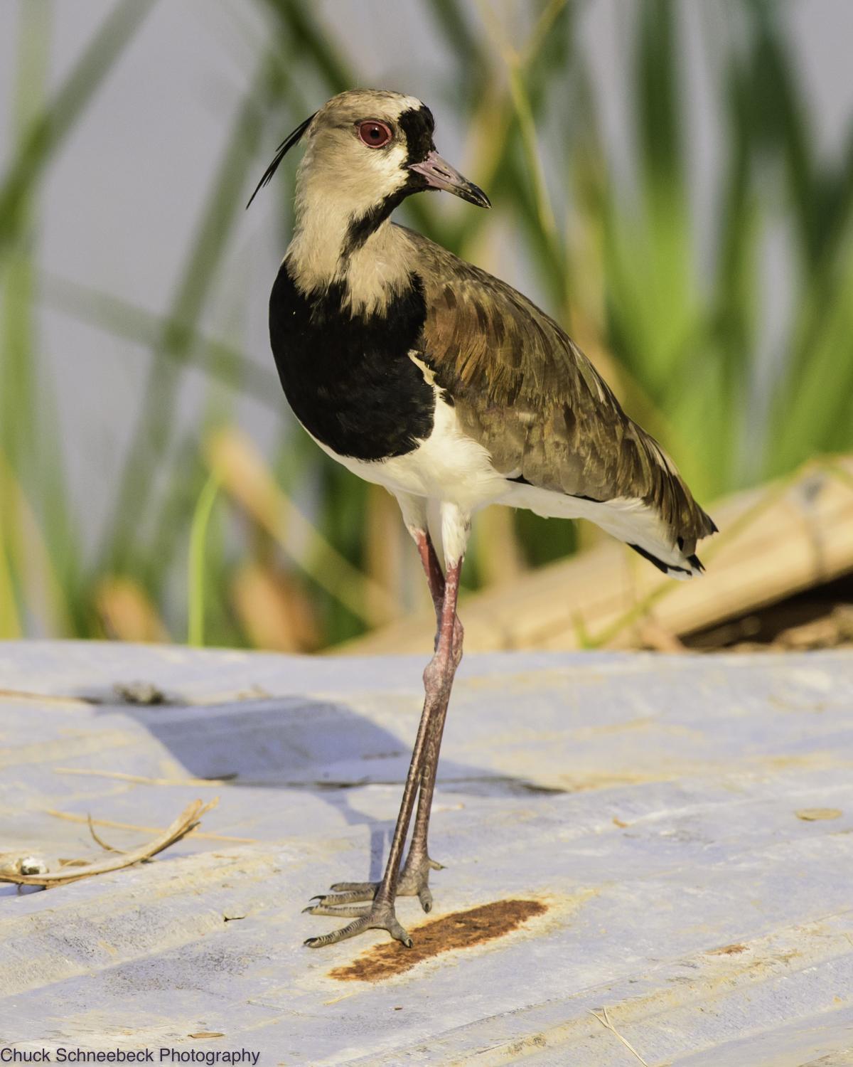Southern Lapwing Photo by Chuck  Schneebeck