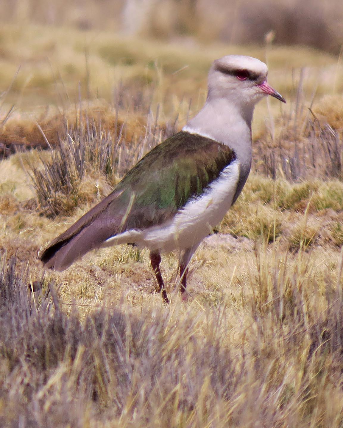 Andean Lapwing Photo by Peter Boesman