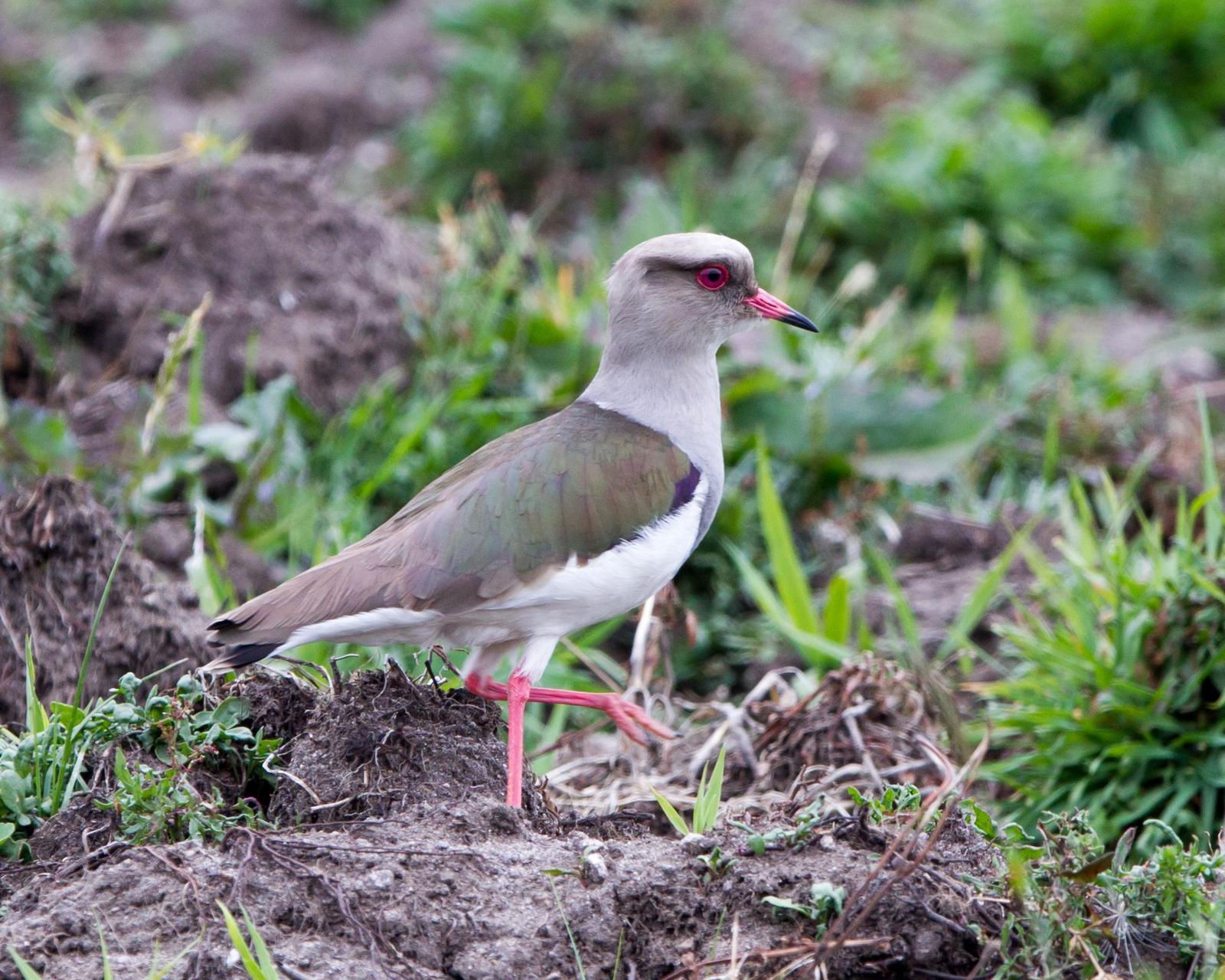 Andean Lapwing Photo by Kevin Berkoff