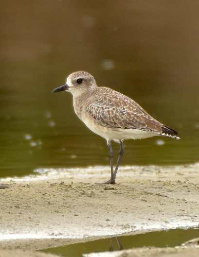 Black-bellied Plover Photo by Andrew Pittman