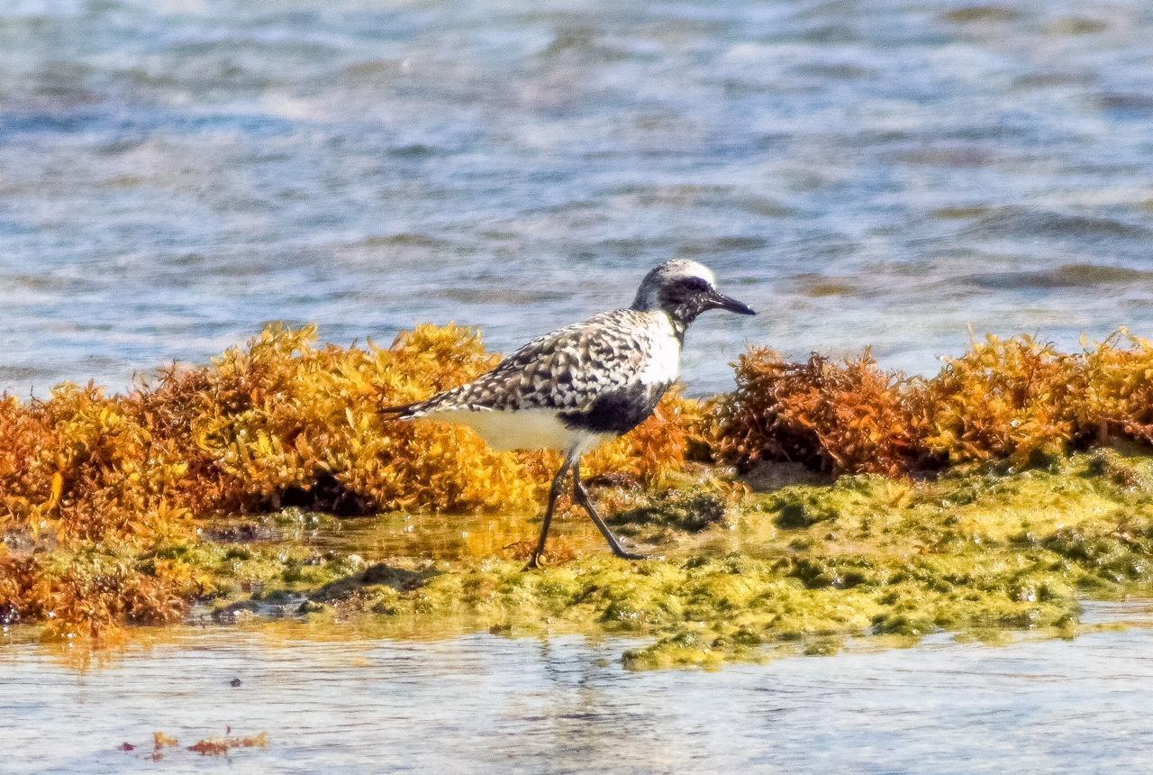 Black-bellied Plover Photo by Laura A. Martínez Cantú