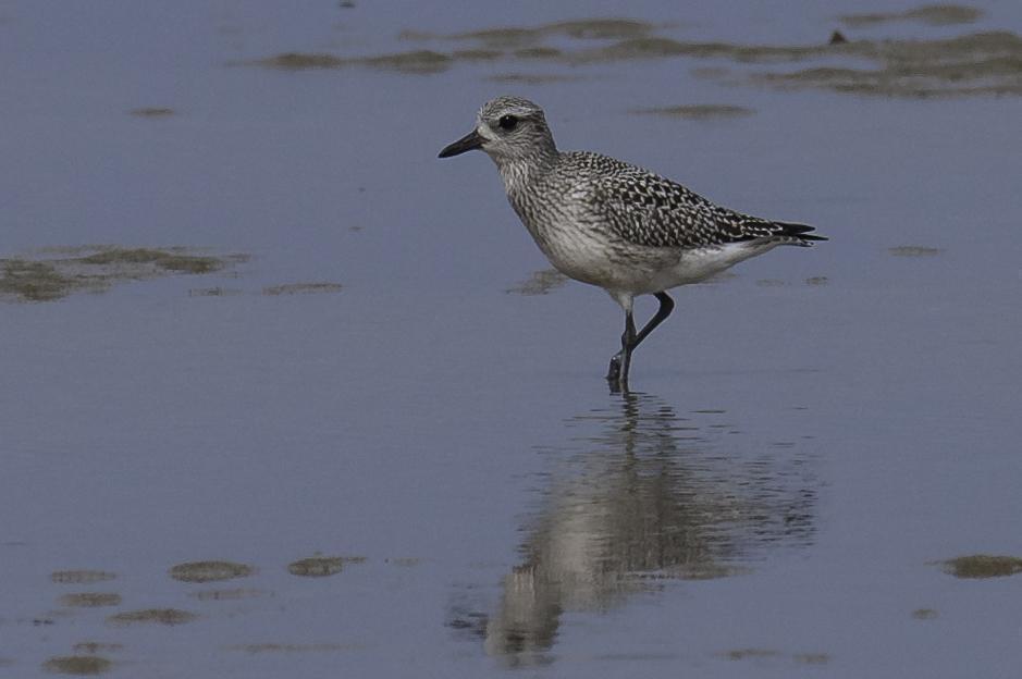 Black-bellied Plover Photo by Mason Rose