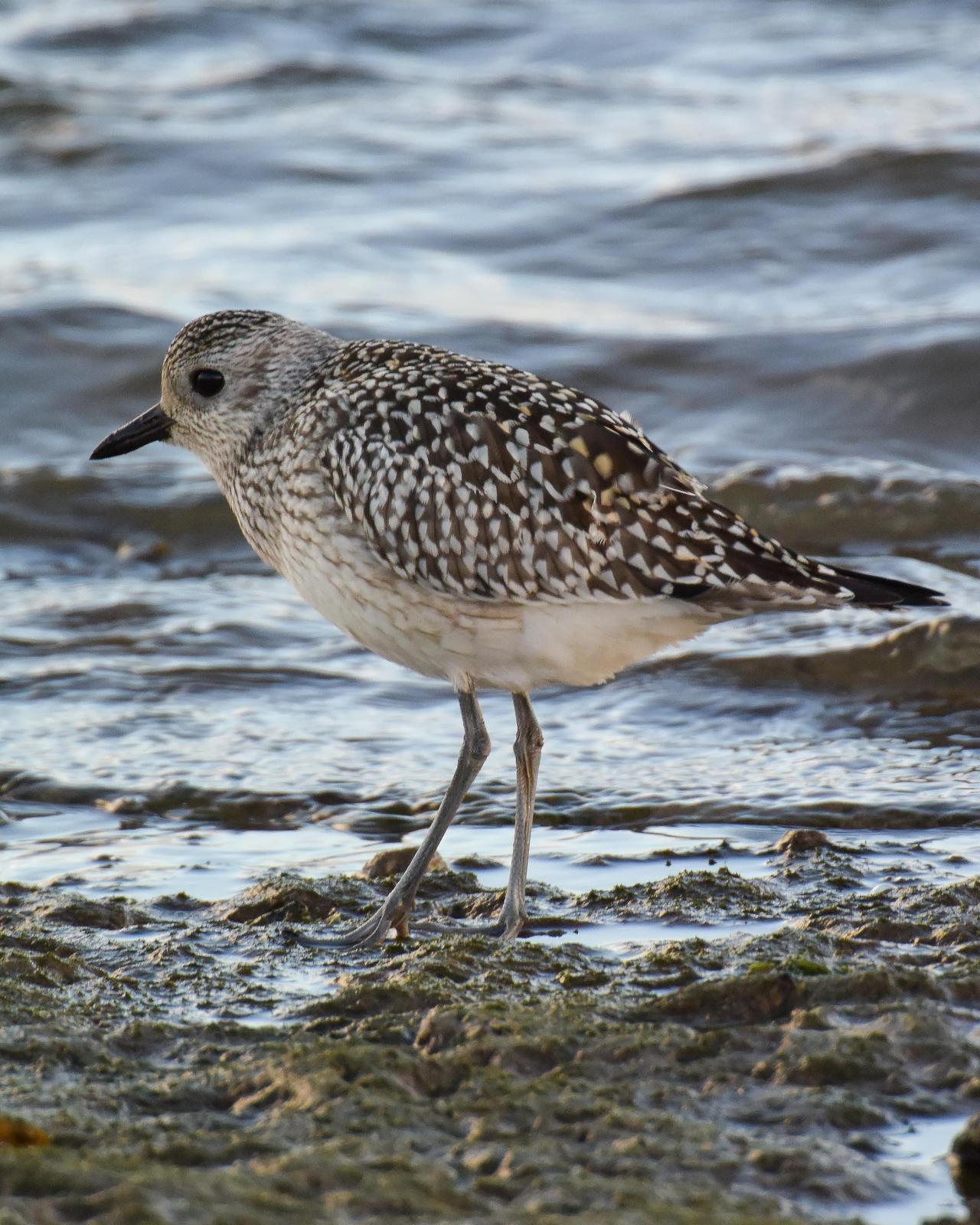 Black-bellied Plover Photo by Emily Percival