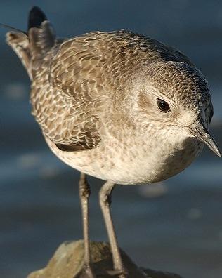 Black-bellied Plover Photo by Pete Myers