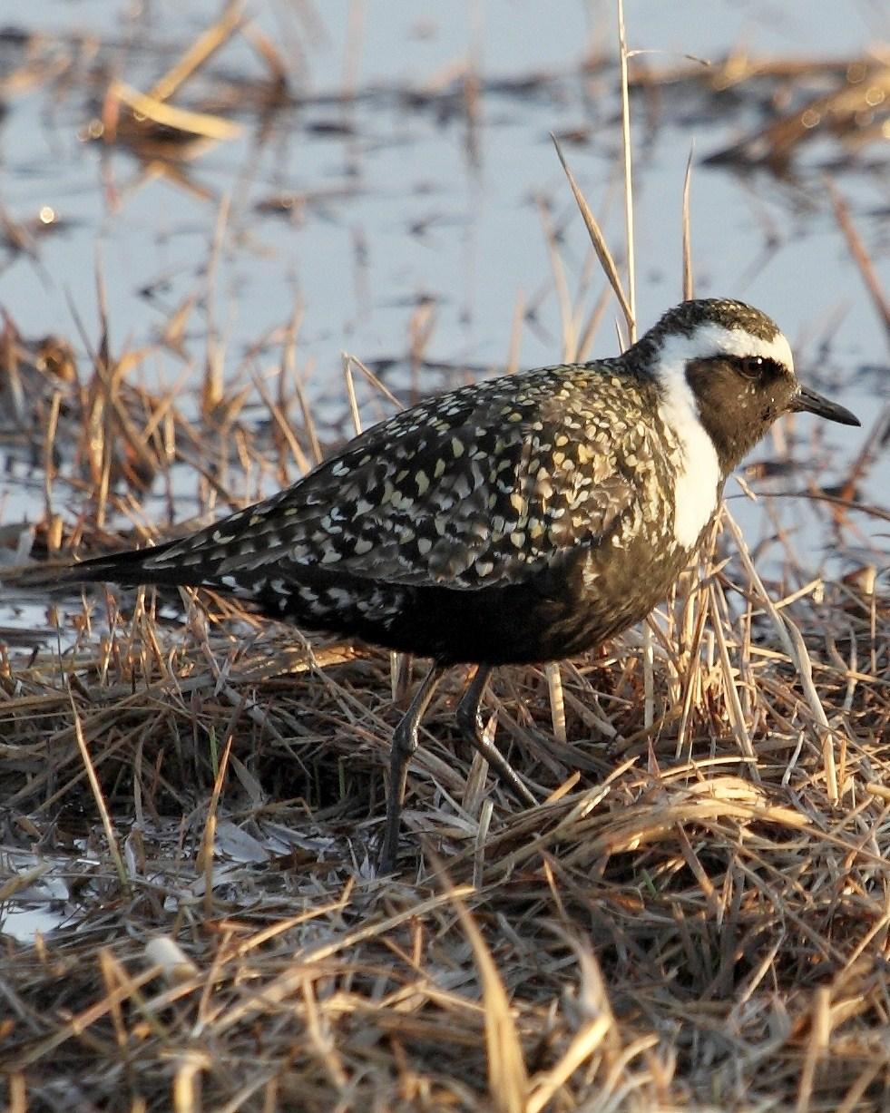 American Golden-Plover Photo by Monte Taylor