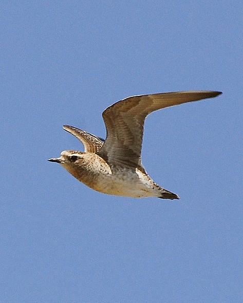 American Golden-Plover Photo by David Hollie