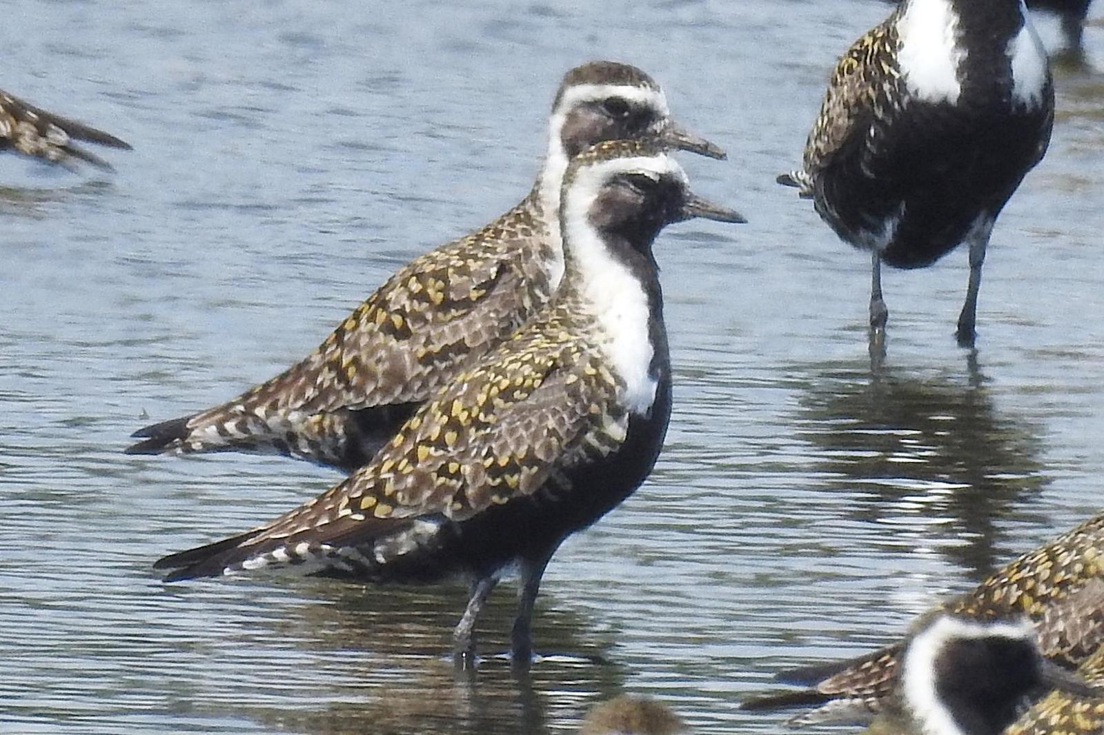 American Golden-Plover Photo by Enid Bachman