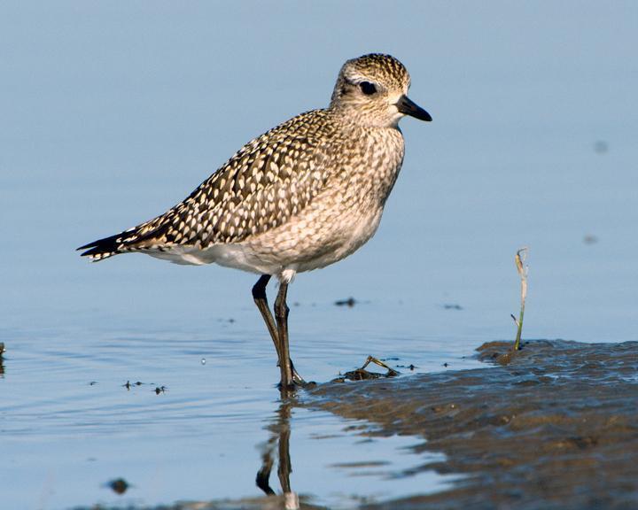 American Golden-Plover Photo by Jean-Pierre LaBrèche