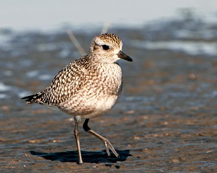 American Golden-Plover Photo by Jean-Pierre LaBrèche