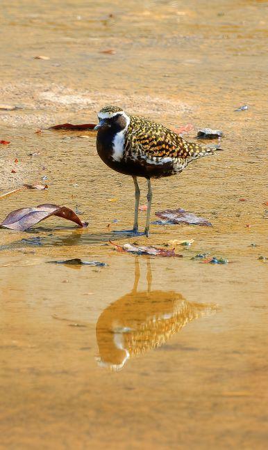 Pacific Golden-Plover Photo by Kenneth Cheong