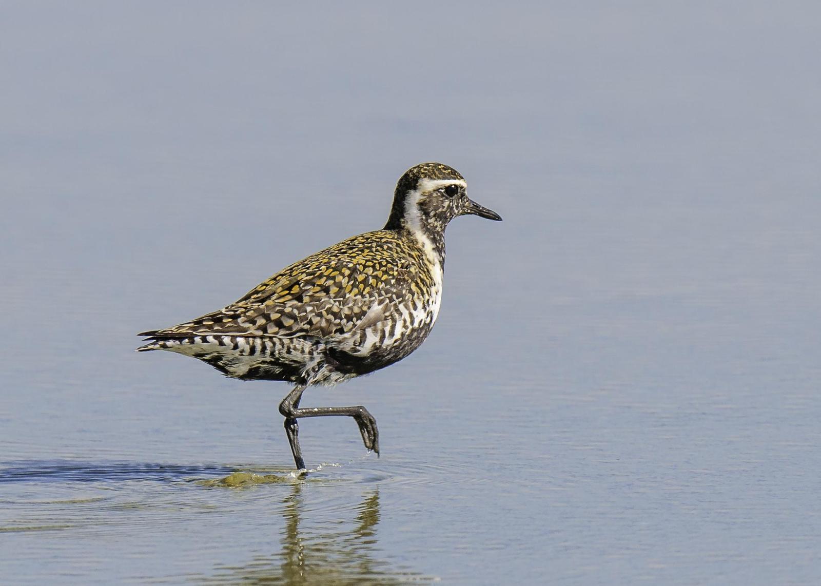 Pacific Golden-Plover Photo by Mason Rose
